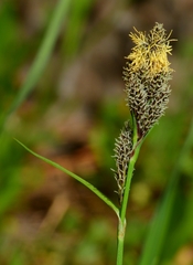 Carex heteroneura
