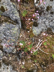 Lewisia columbiana