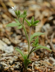 Allophyllum integrifolium