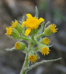 Senecio integerrimus major