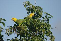 Amazona oratrix tresmariae