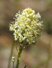 Toxicoscordion venenosum venenosum