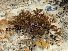 Arctostaphylos myrtifolia