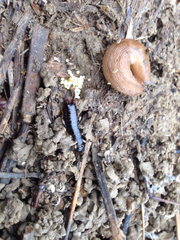 Gonolabis marginalis