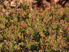 Arctostaphylos myrtifolia
