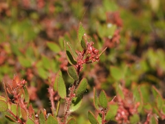 Arctostaphylos myrtifolia