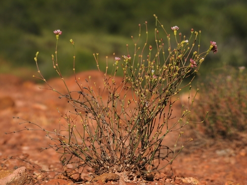 Eriogonum apricum var. apricum