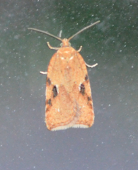 Acleris subnivana
