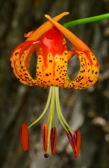 Lilium pardalinum pardalinum