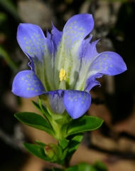 Gentiana affinis ovata