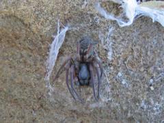 Amaurobioides africana