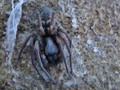 Amaurobioides africana