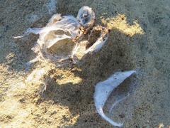 Amaurobioides africana