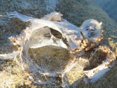 Amaurobioides africana