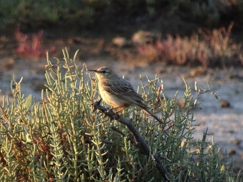 Anthus campestris