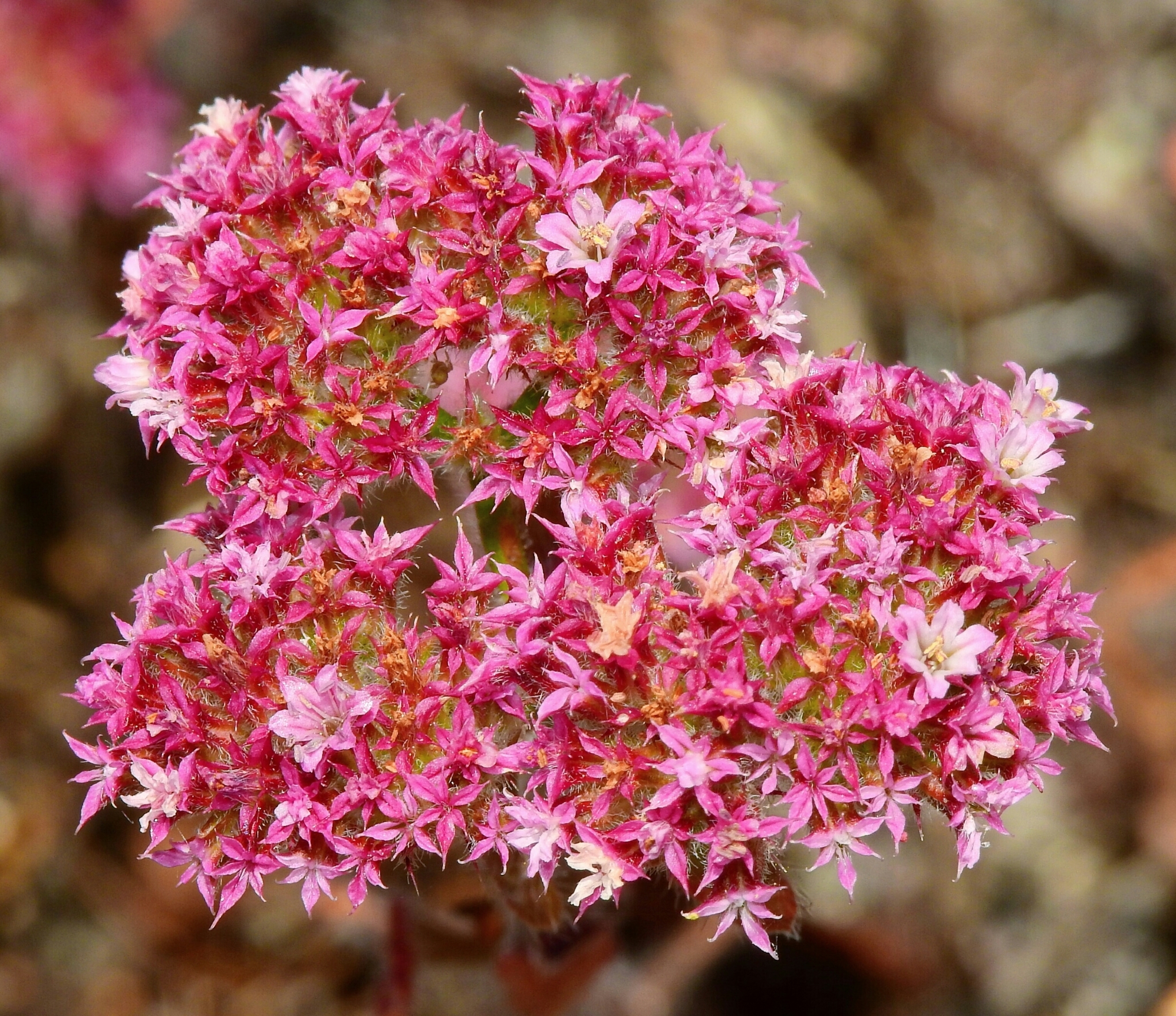 Chorizanthe robusta var. hartwegii
