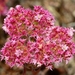 Scotts Valley Spineflower - Photo (c) David Greenberger, some rights reserved (CC BY-NC-ND), uploaded by David Greenberger