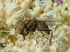 Eristalinus barclayi