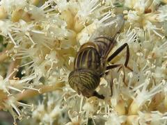 Eristalinus barclayi