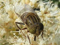 Eristalinus barclayi