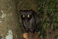 Paradoxurus philippinensis