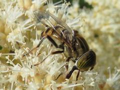 Eristalinus barclayi