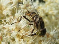 Eristalinus barclayi
