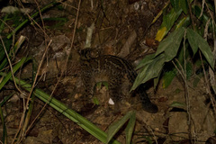 Pardofelis marmorata marmorata