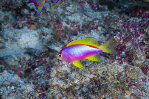 Pseudanthias ventralis observed 2024-08-18