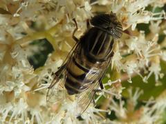 Eristalinus barclayi