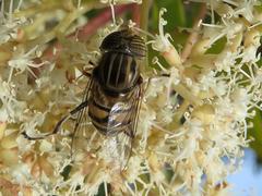 Eristalinus barclayi