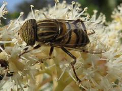 Eristalinus barclayi