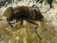 Eristalinus barclayi