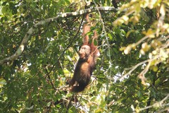 Pongo pygmaeus morio