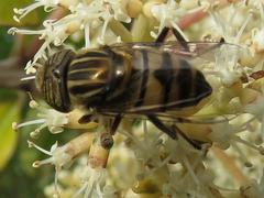 Eristalinus barclayi