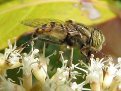 Eristalinus barclayi