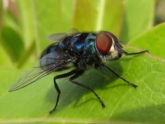 Chrysomya chloropyga