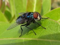 Chrysomya chloropyga