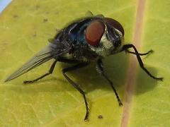 Chrysomya chloropyga