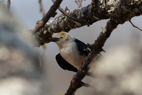 White-crested Helmetshrike