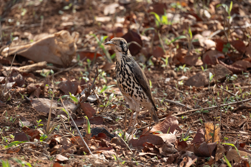 Groundscraper Thrush