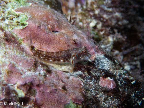 Seychelles blenny (Stanulus seychellensis) — Blenniidae