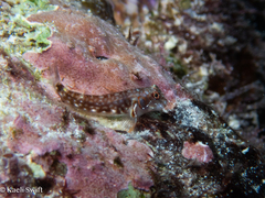 Seychelles Blenny photo 1