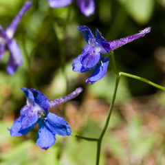 Delphinium patens
