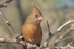 Cardinalis cardinalis mariae