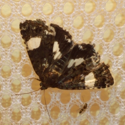 Four-spotted Moth photo 3