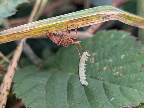 Picromerus bidens