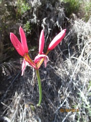 Nerine sarniensis
