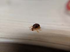 Agomadaranus pardaloides