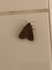 Noctua comes